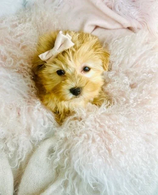 DIANA    MORKIE    $3,050.00   #1152-2