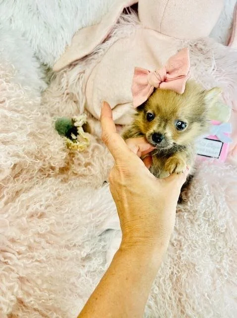 small pomeranian on a females hand holding the puppy.jpg