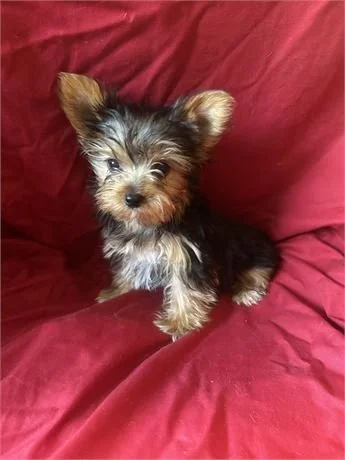 JESS  MALE    TEACUP YORKIES   $4,550.00   #1783