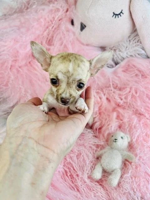 CHIHUAHUA  FEMALE  TEACUP/POCKETBOOK   DOG  CATIE    #4,950.00    #128