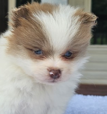 FEMALE  TEACUP POMERANIAN  POSH   $4,550.00    #134