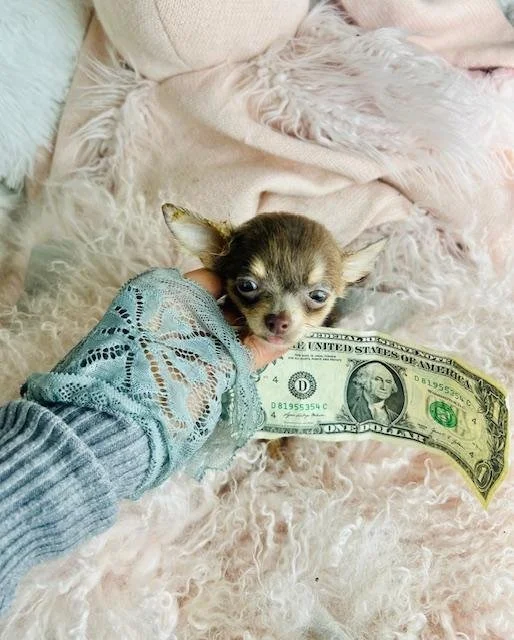 CHIHUAHUA   MALE  TEACUP/POCKETBOOK   CARLOS    $4,950.00  #152477-7