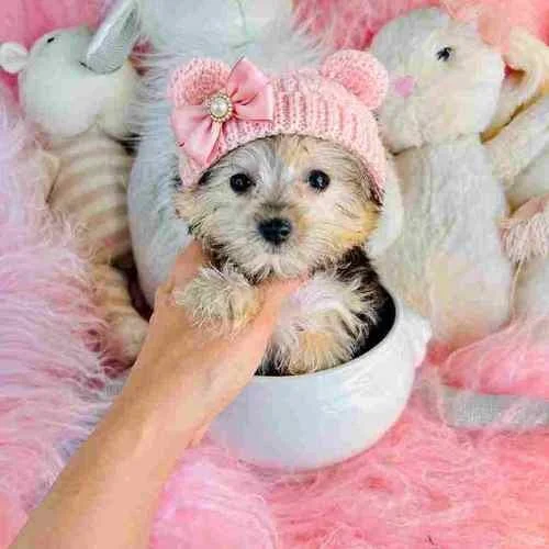DIONNA  FEMALE MORKIE    TEACUP  $3,950.00   #1448