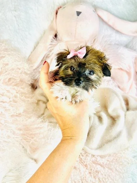 teacup puppies cheap.jpg