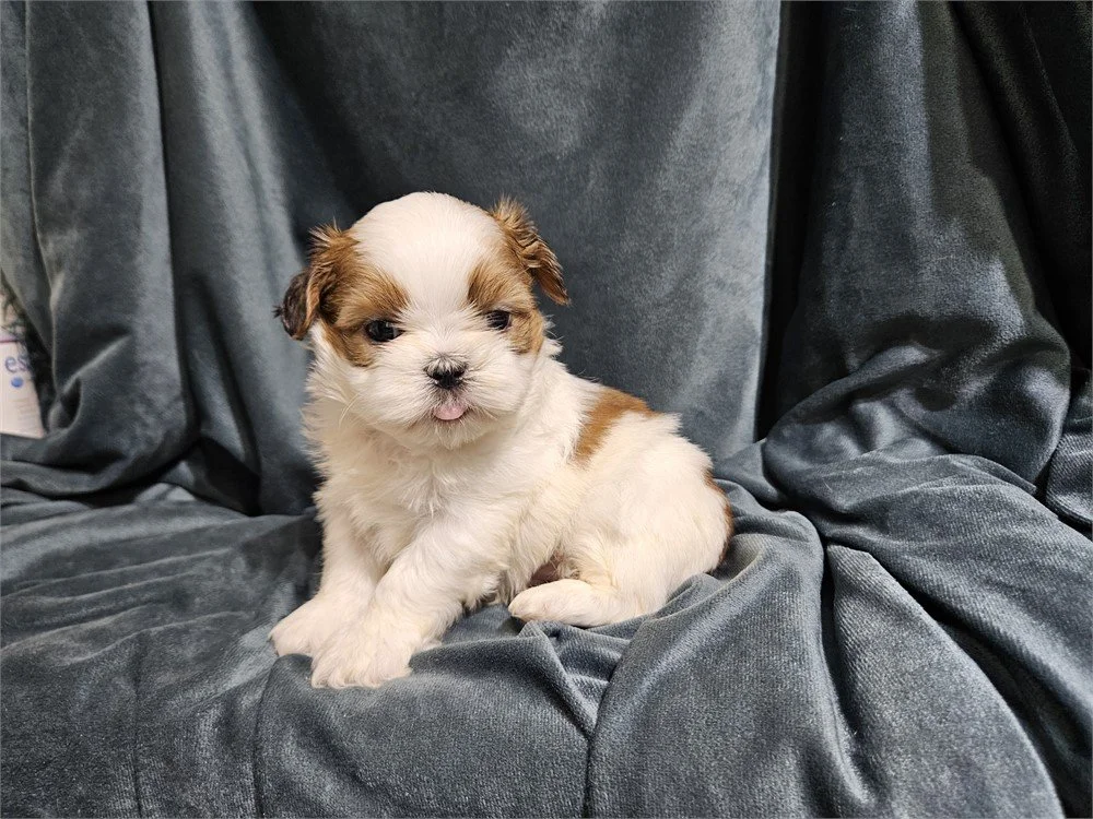 MALE SHIH TZU PUPPY   SOY     $3,050.00   #T15