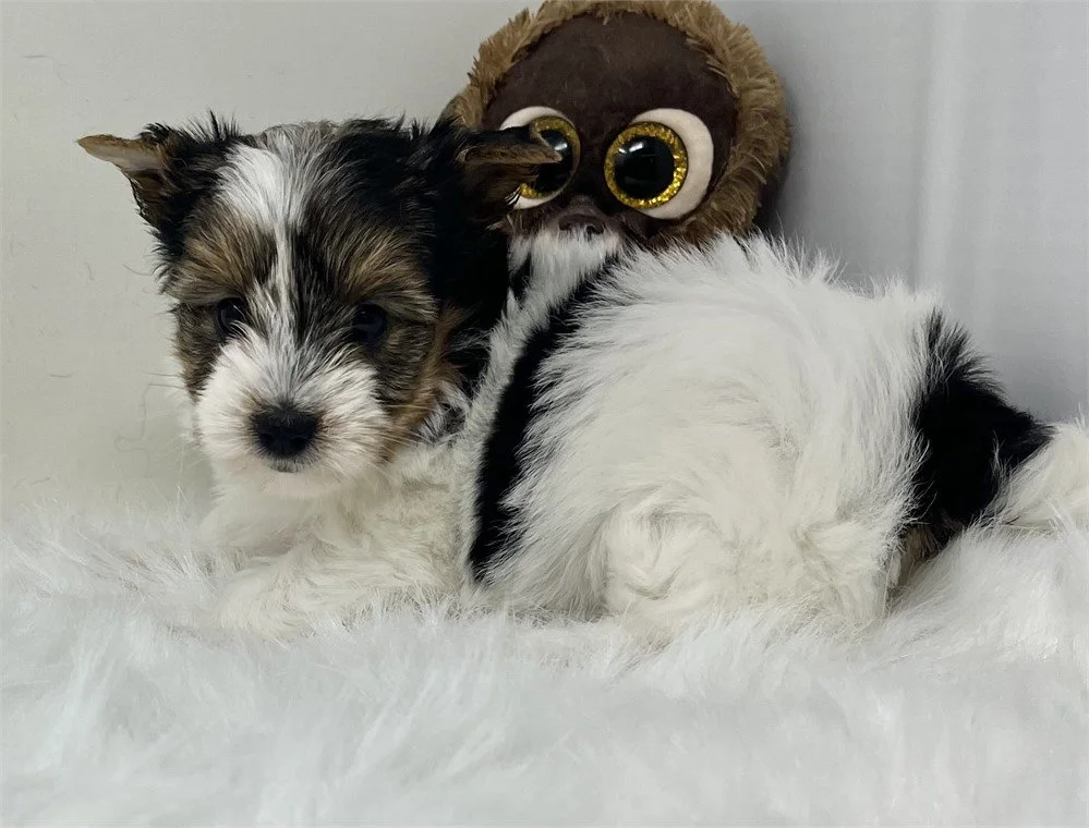 FEMALE   JACKIE  TEACUP/POCKETBOOK    $4,950.00   #1427