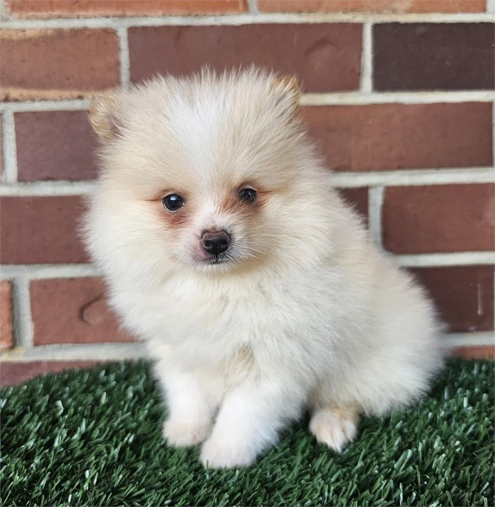 POM    MALE   PANTHER    $2,950.00    #18