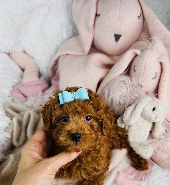 TINY TOY POODLE MALE PONZU $3,550.00 #1257854-7