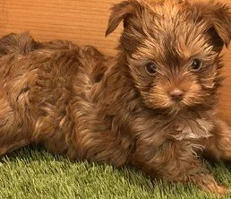 DAR   MALE  MORKIE   $3,550.00   #177