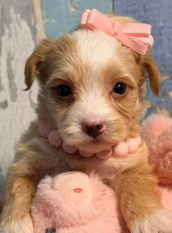 YORKIEPOO  DANETTE    FEMALE    $3,550.00    #177