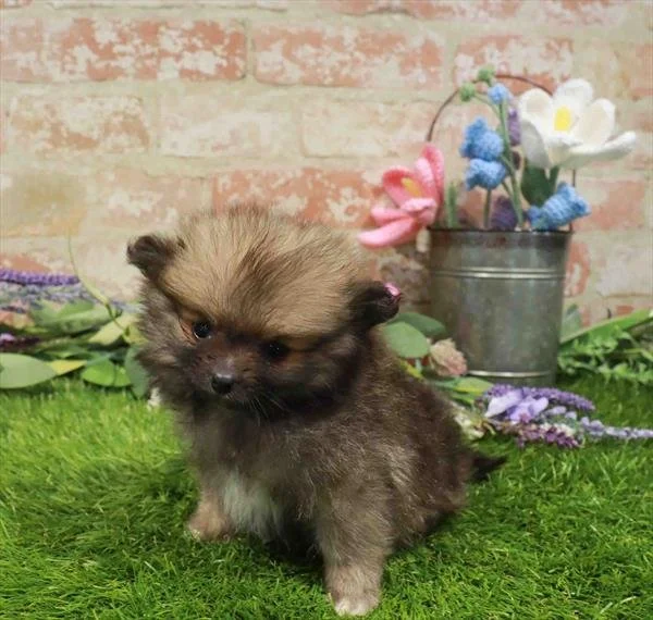 PICKLES   TEACUP  FEMALE  POMERANIAN    $3,950.00   #187