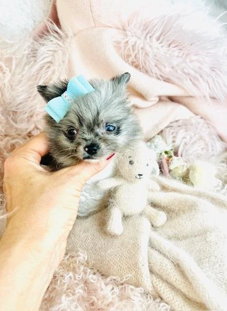 Merle teacup pomeranian puppy.jpg