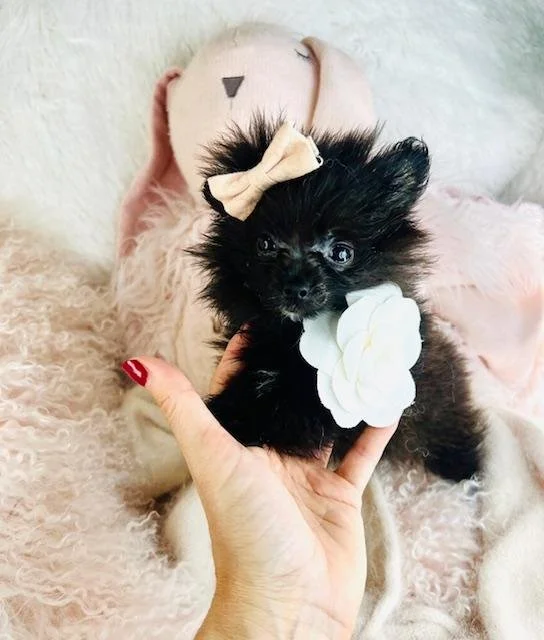 FEMALE  TEACUP POMERANIAN PUPPY  PADEN  $3,050.00  #T1554-4