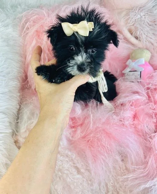 DANICA   MORKIE FEMALE      $3,550.00   #148