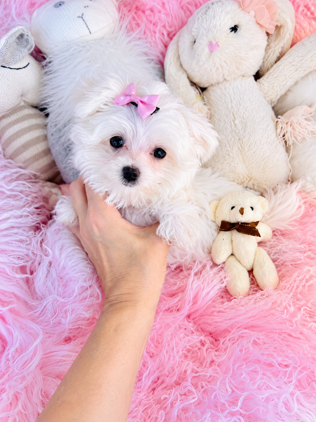 MILA FEMALE MALTESE PUPPIES   $3,050.00    #152