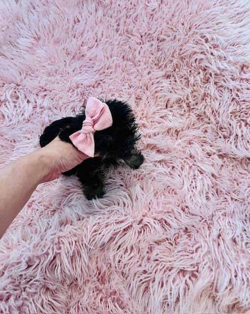 JORJA        TEACUP/POCKET   FEMALE YORKSHIRE TERRIER   $4,550.00   #144