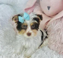 DON TINY TOY YORKIE MALE $2,950.00 #157444-4