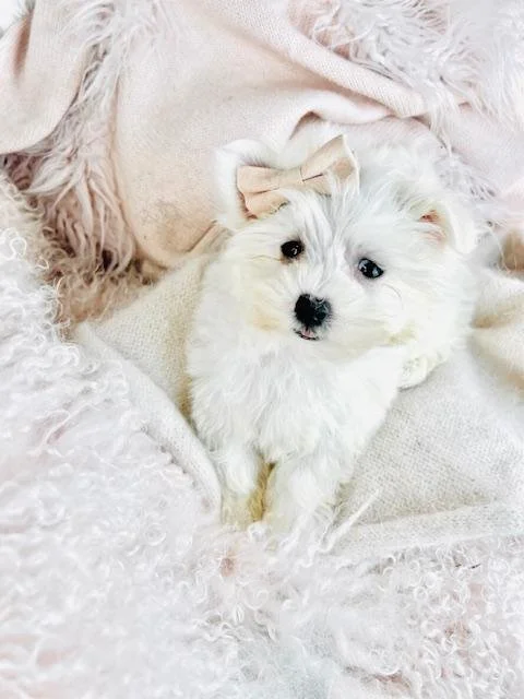 MALTESE PUPPY  MARCY        $3,550.00         #T128522-2