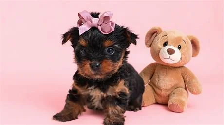FANNY   TEACUP  YORKSHIRE TERRIER  $3,950.00   #1455