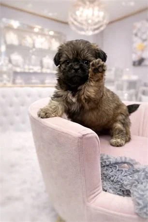 SHIH TZU   MALE SUR    IMPERIAL    $2,950.00  #T1255-4