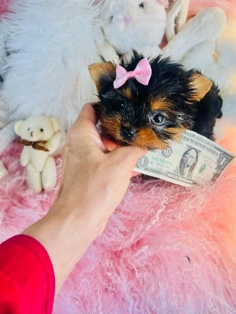 SISA    FEMALE TEACUP YORKSHIRE TERRIER    $4,950.00  #1254