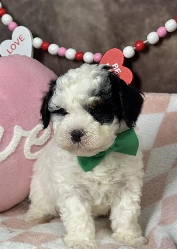 DIONNE   MINIATURE CAVAPOO   MALE   $1,550.00   #177