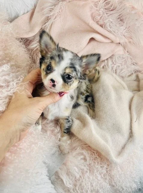 CHIHUAHUA  FEMALE  TEACUP  DOG  CANDY    #1544-4