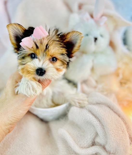 FEMALE TEACUP/POCKETBOOK YORKSHIRE TERRIER PUPPY JASPY $3,950.00 #14774454-4