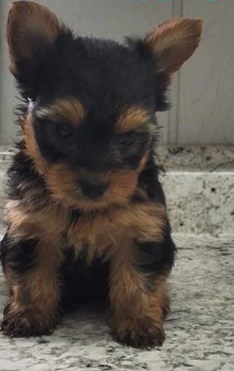 FANNY TEACUP/TINY TOY YORKSHIRE TERRIER $3,950.00 #1477787-7 SOLD