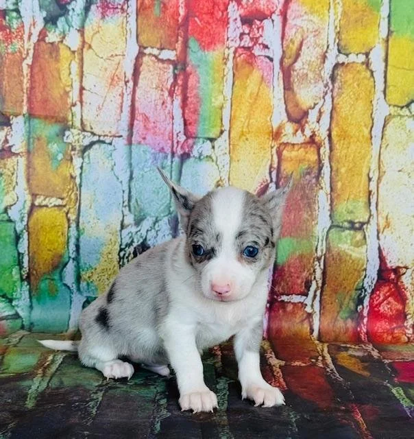 CHIHUAHUA MALE TEACUP/TINY TOY CHARLES $3,550.00 #12744-7