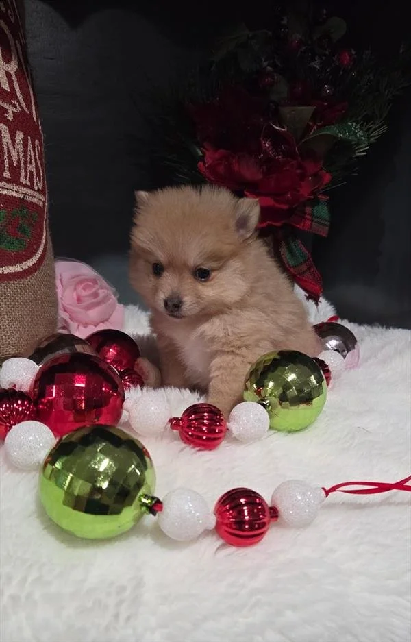 Teacup Pomeranian puppy for sale in Miami, Florida, hand delivery available from breeder