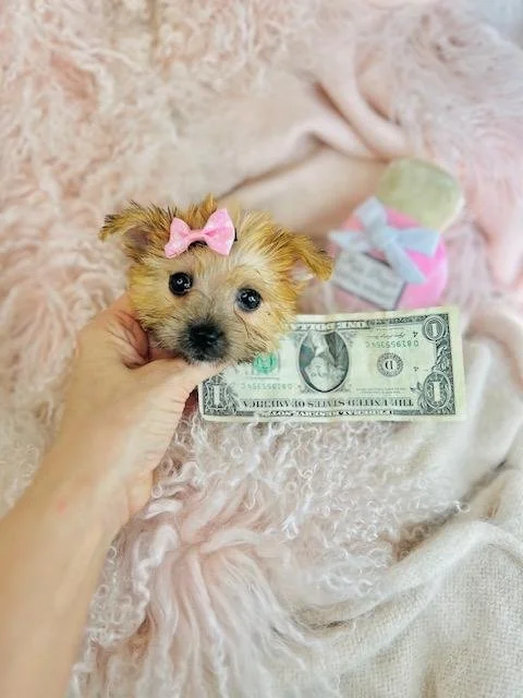 DITI   MORKIE   FEMALE   TEACUP/POCKETBOOK  $4,550.00   #173