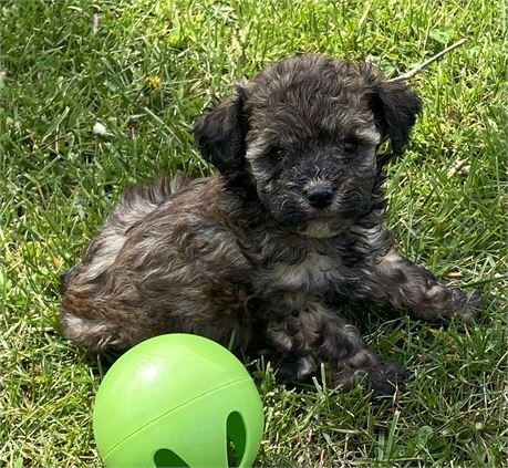 TINY TOY FEMALE PONY $3,050.00 #12511-4