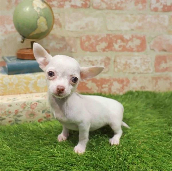 CYNTHIA  FEMALE TEACUP/POCKETBOOK  CHIHUAHUA    $4,550.00    #158