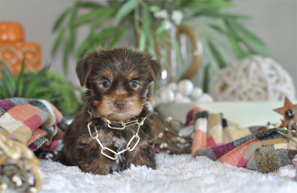 YORKIE PUPPIES MALE TEACUP YADO $4,250.00 #122784-4