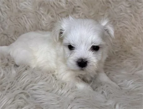 MEL TINY TOY  MALE MALTESE PUPPY     $1,950.00   #1273