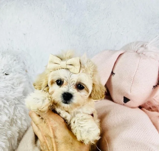 shihtzu-poodle-shihpoo - Copy.jpg