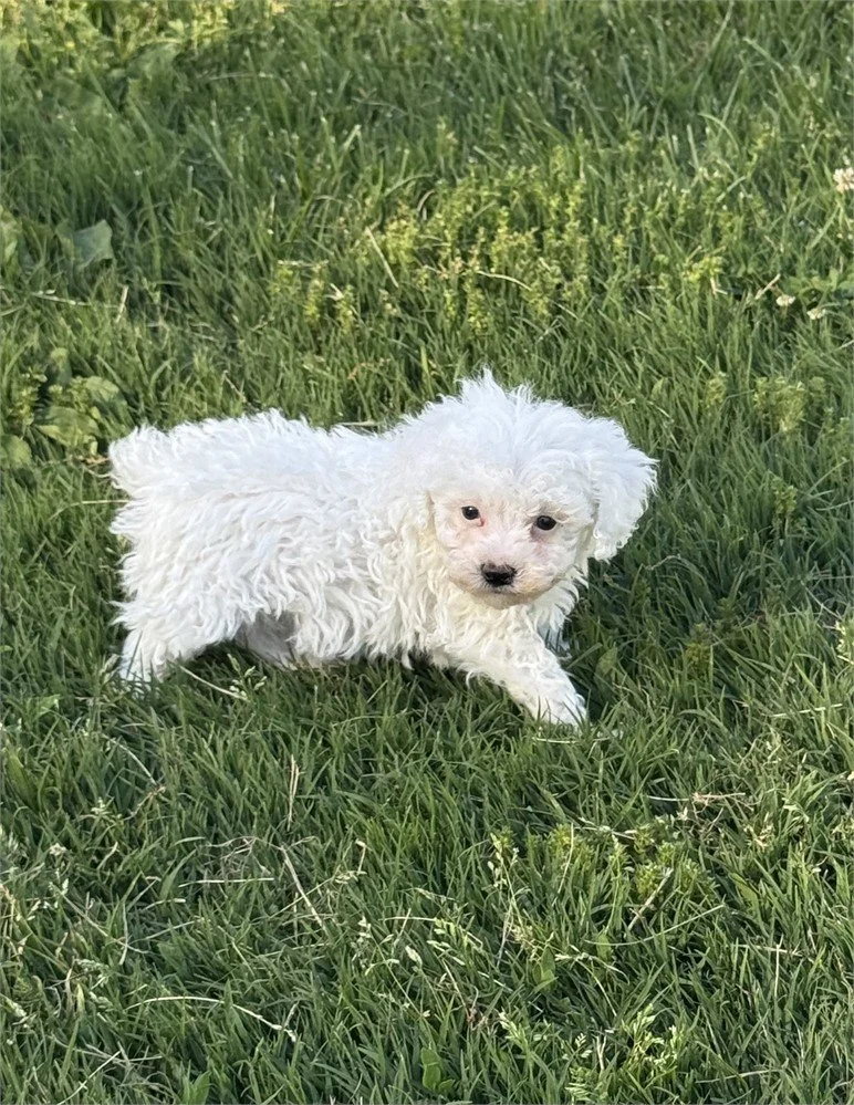 POODLE  TEACUP FEMALE PUPPY    PANDA  $4,550.00     #185