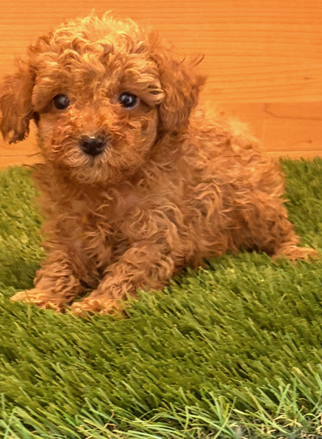 FEMALE  POODLE  PEPA    $3,950.00    #1741