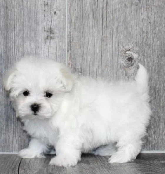 Teacup Maltese puppy white coat for sale in Florida, hand delivery available