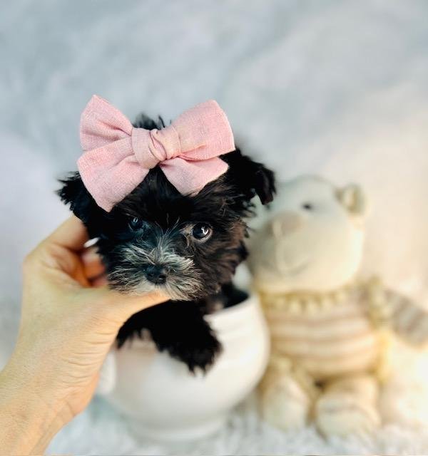 DITA TEACUP MORKIE FEMALE $3,950.00 #1777-7