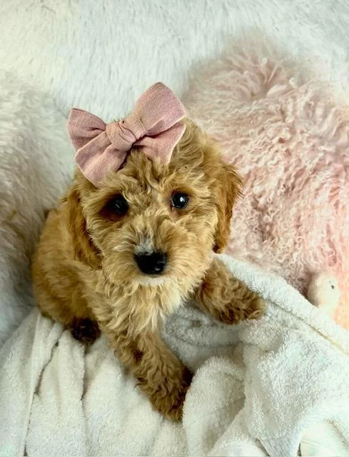 GOLDENDOODLE - $3,050.00  TO SEE ALL THE GOLDENDOODLES VISIT THAT PAGE