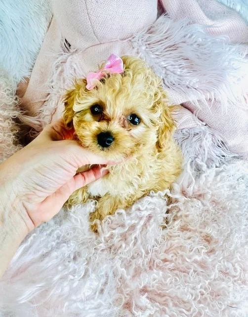 FEMALE POODLE   PEACHES      $3,050.00    #1255-5