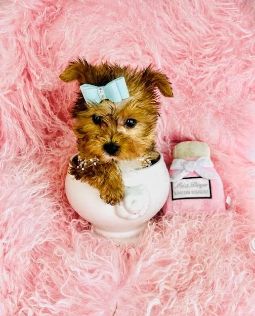 JOLO  MALE   $3,950.00   #144