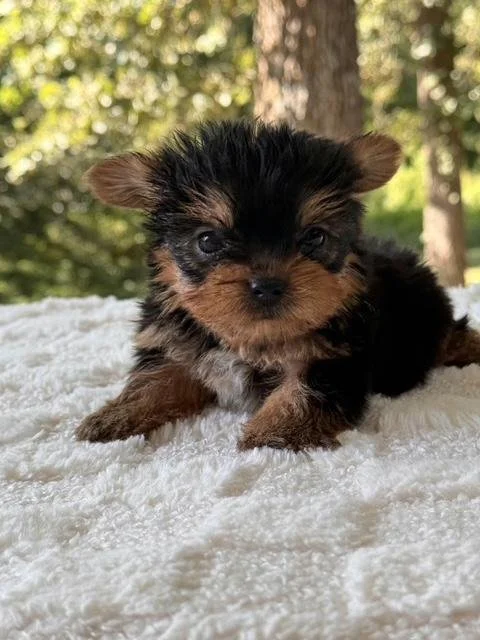 JOEL TEACUP/POCKETBOOK MALE $3,950.00 #144151-4