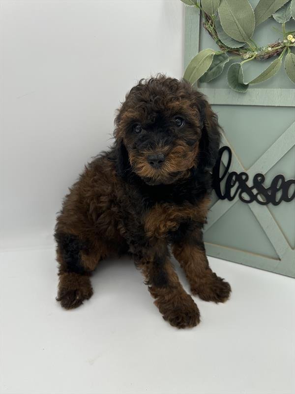 MINI FEMALE POODLE PANZY $1,550.00 #1147-8