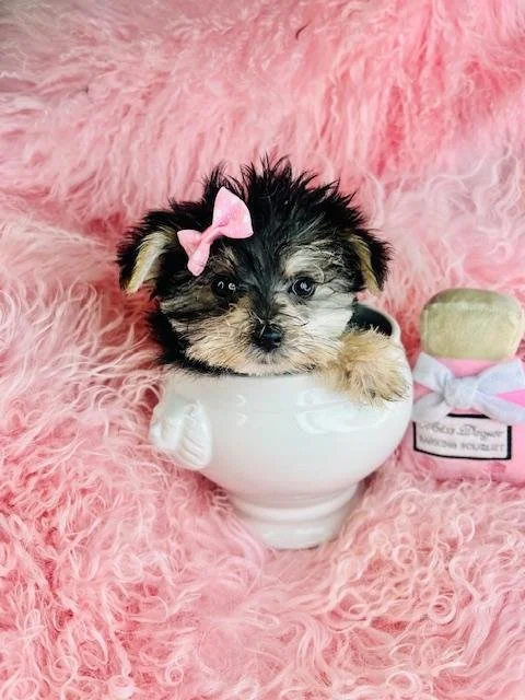MORKIE TEACUP FEMALE    DELLA  $3,950.00   #1257