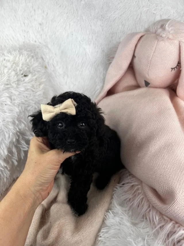 TINY TOY POODLE FEMALE PUPPY PAXY $2,550.00 #1414-7