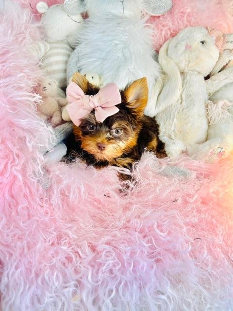 DIVA   FEMALE  TEACUP  CHOCOLATE    $3,950.00    #155