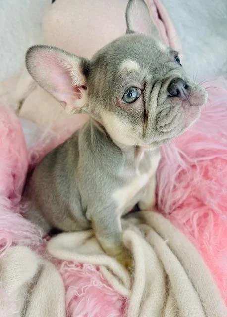 MINI FRENCH BULLDOG   FOXY  LILAC  FEMALE     $3,950.00     #172